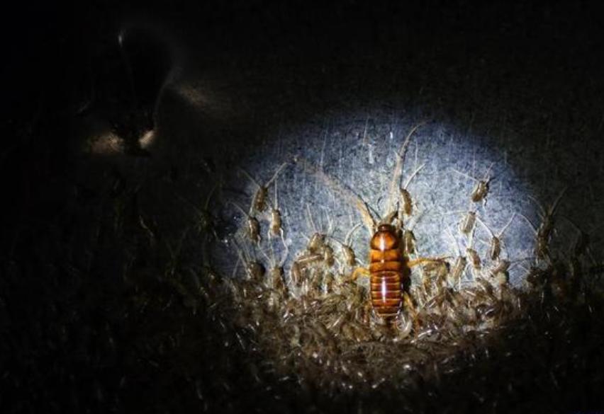 李延荣蟑螂养殖场具体位置,李延荣蟑螂养殖场现在怎么样了