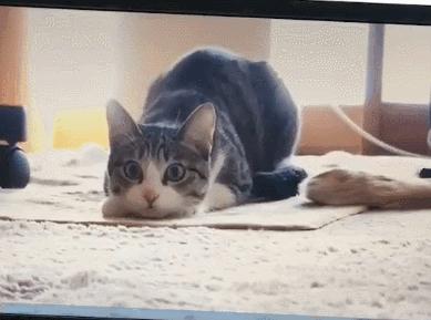 猫与女人相似之处,猫像女人