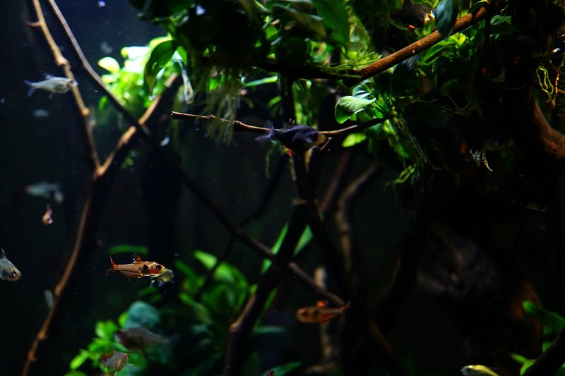 南美水族论坛推荐,南美水草造景论坛