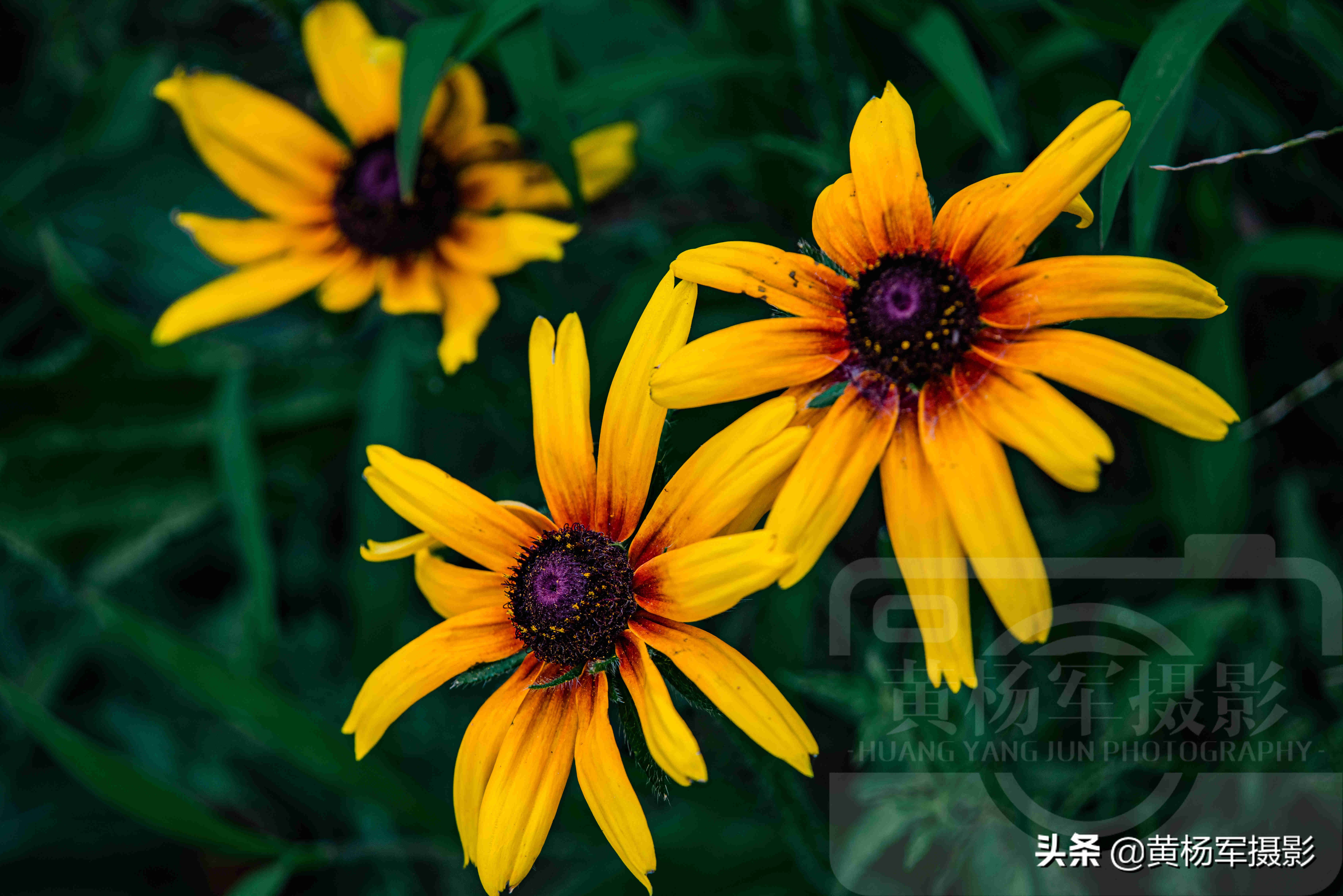 黑心金光菊雌雄同株还是雌雄异株,小向日葵和黑心金光菊有什么不同