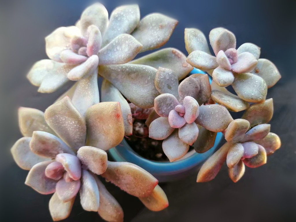 蒂亚多肉叶尖发黑,多肉巧克力叶尖发黑