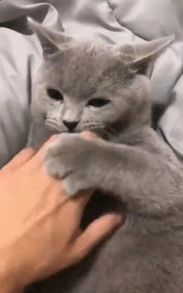 不小心把猫咪胡子弄掉了怎么办,猫的胡子掉了是怎么了