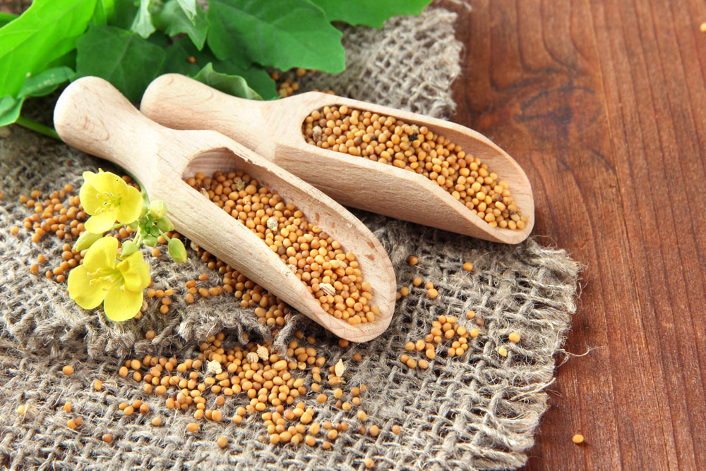 芥末为什么是黄的,芥末为什么变成黄色了