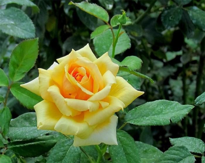 月季枯枝病怎么治疗最好,月季白粉病剪掉病枝