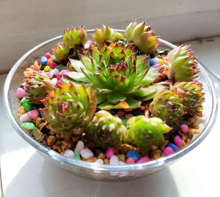 大四老学姐的寝室生活,养肉路上的真实感受