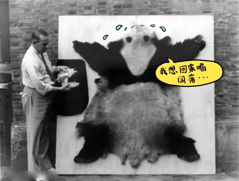 欧洲第一只大熊猫,第一只被带到国外的大熊猫