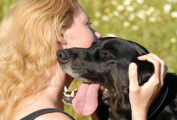 拉布拉多幼犬被骗,拉布拉多犬被骗