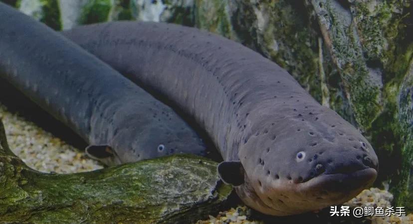 亚马逊河里面的最厉害的电鳗,为什么电鳗没能称霸亚马逊河