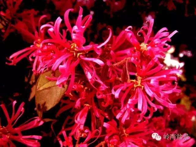 檵木小老桩盆景,檵木盆景图片大全