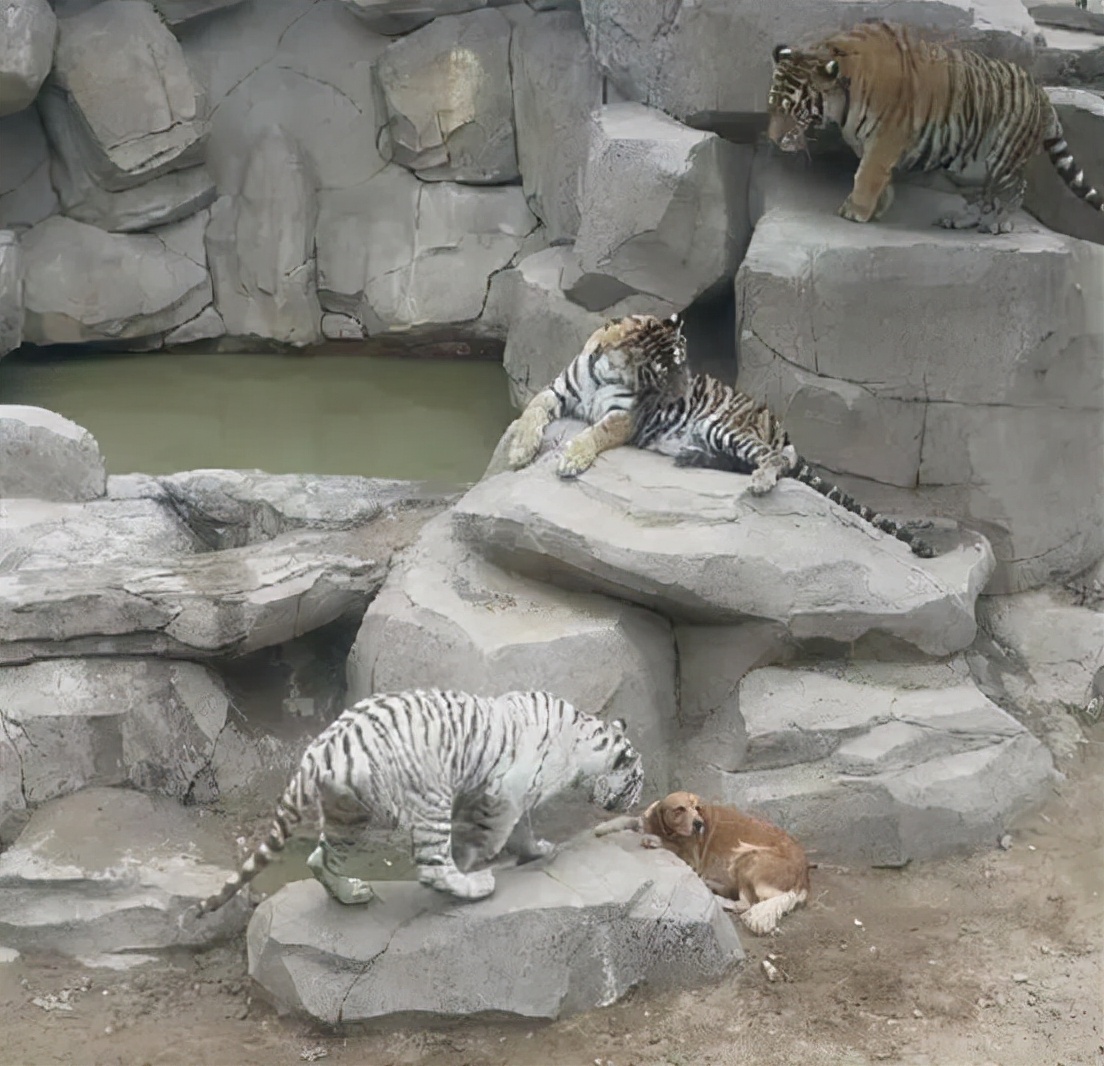 狗有老虎的基因吗,狗妈带大的老虎基因会改变吗