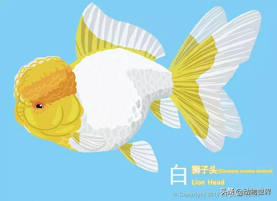 狮子金鱼品种,红头狮子金鱼