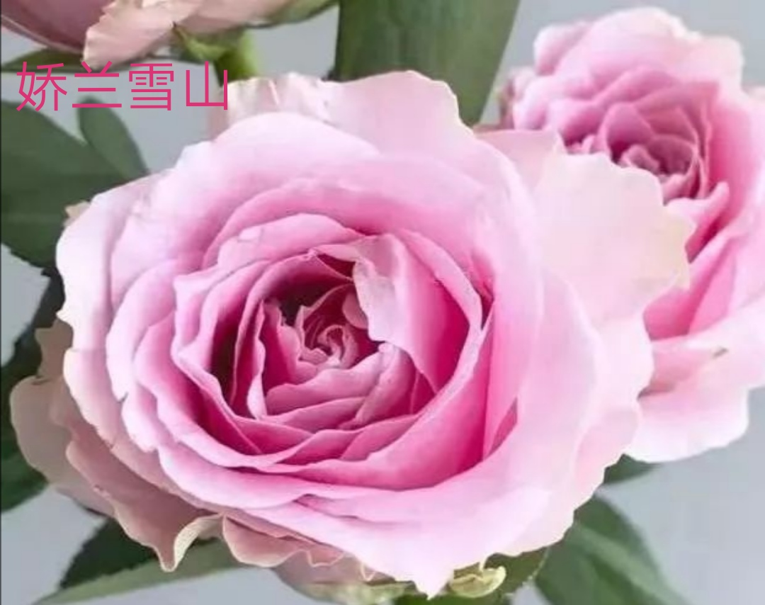 切花火焰月季,适合新手的切花月季