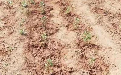 强国四人赛怎么算无效局,强国四人赛强弱