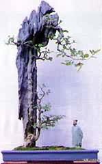 丛林式盆景欣赏,盆景欣赏及制作