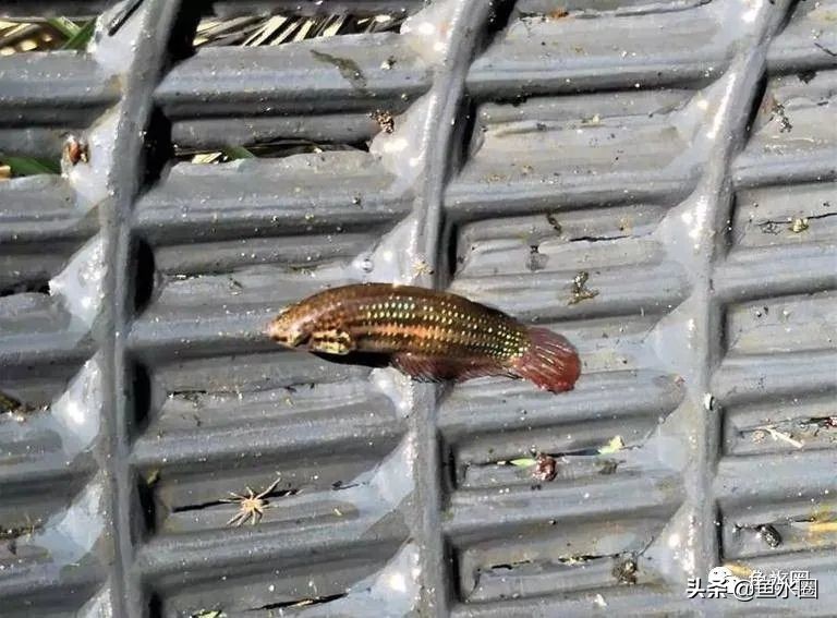 泰国斗鱼和中国斗鱼的杂交品种,中国斗鱼与泰国斗鱼哪个更厉害