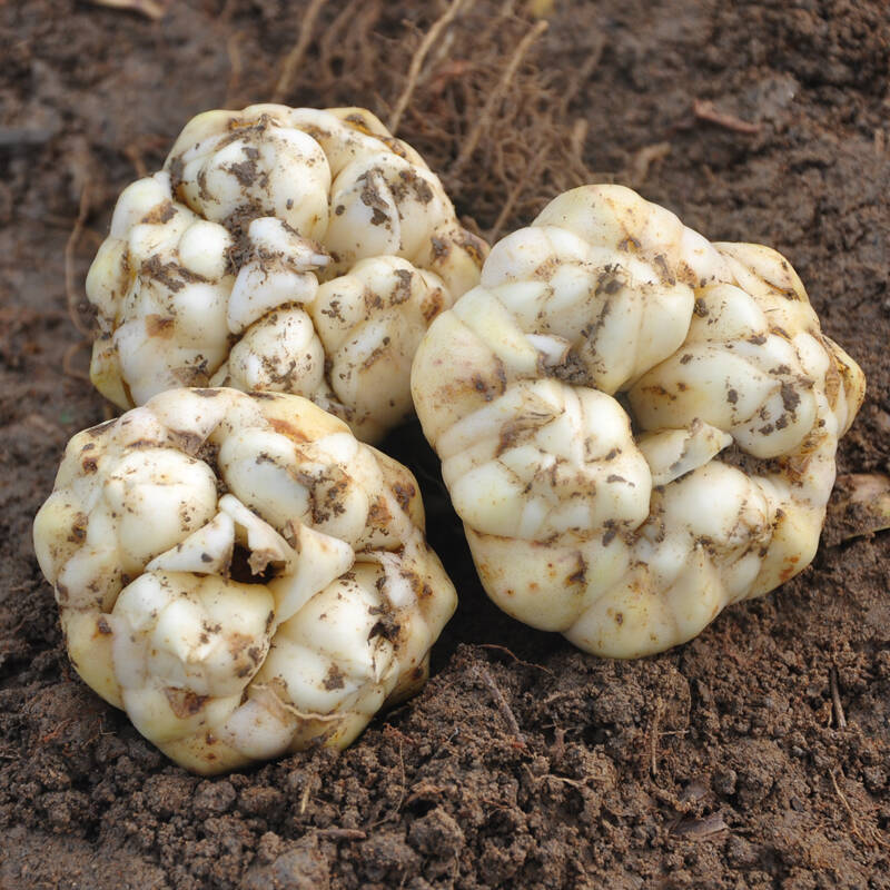 人养花花养人下句,什么花好养活又好看还可以吃的