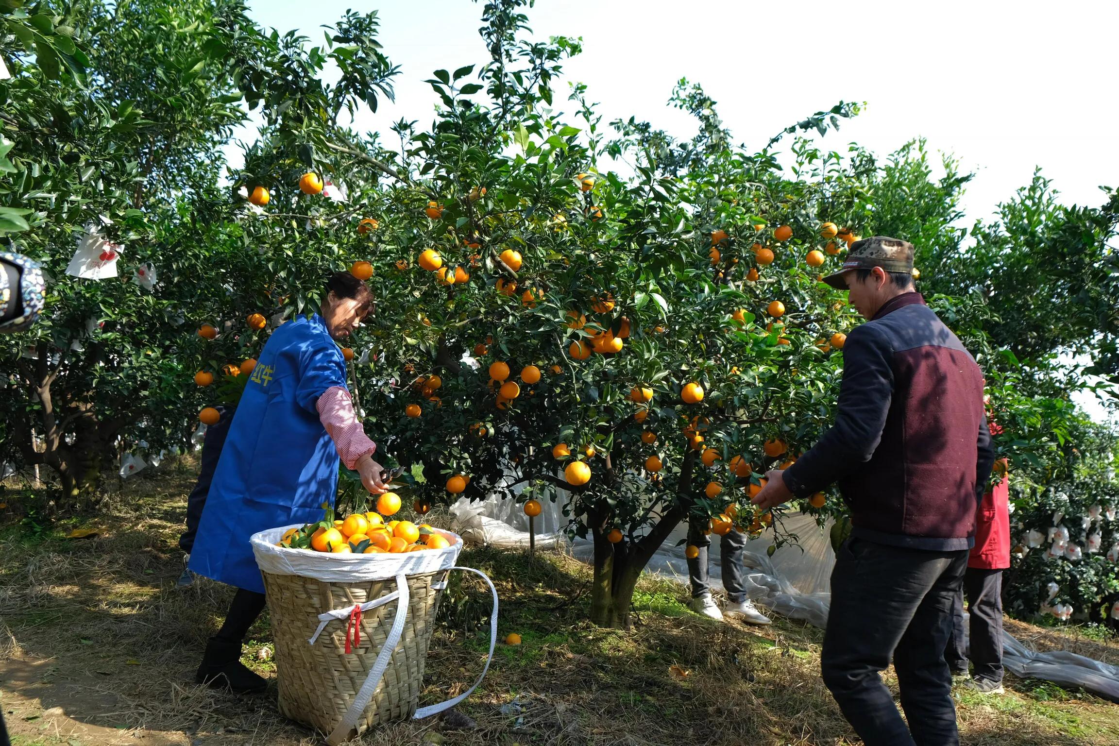 “贷”动小生意服务大民生丹棱农商行金融定向“供氧”个体经营者