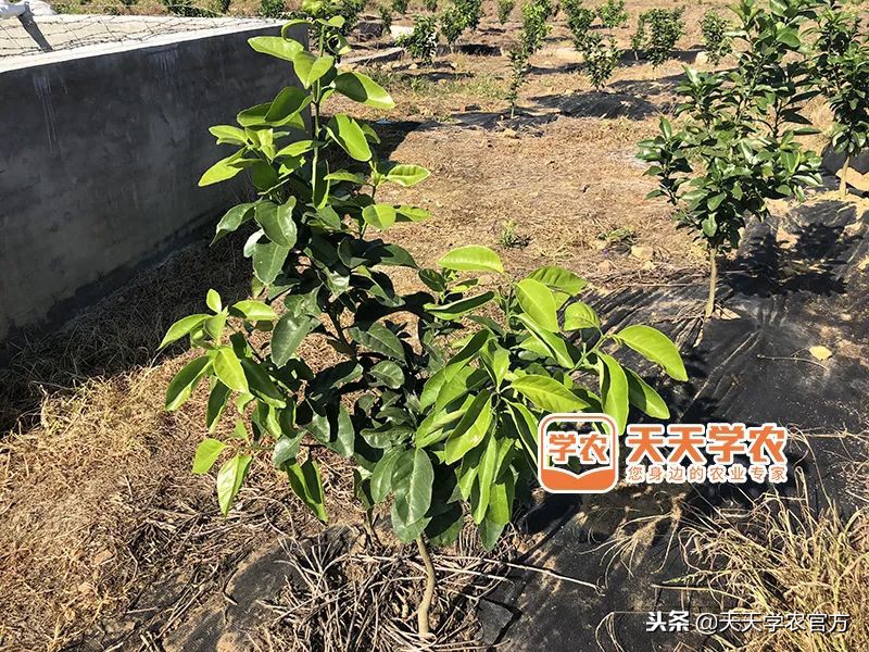 金秋砂糖桔的缺点,今年的金秋砂糖橘