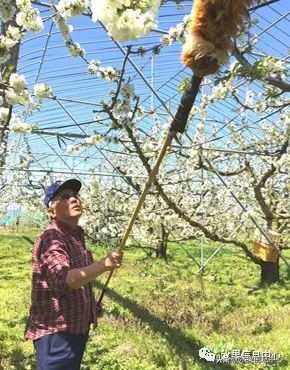 卖樱桃8块一斤十五块两斤的视频,一斤樱桃多少钱