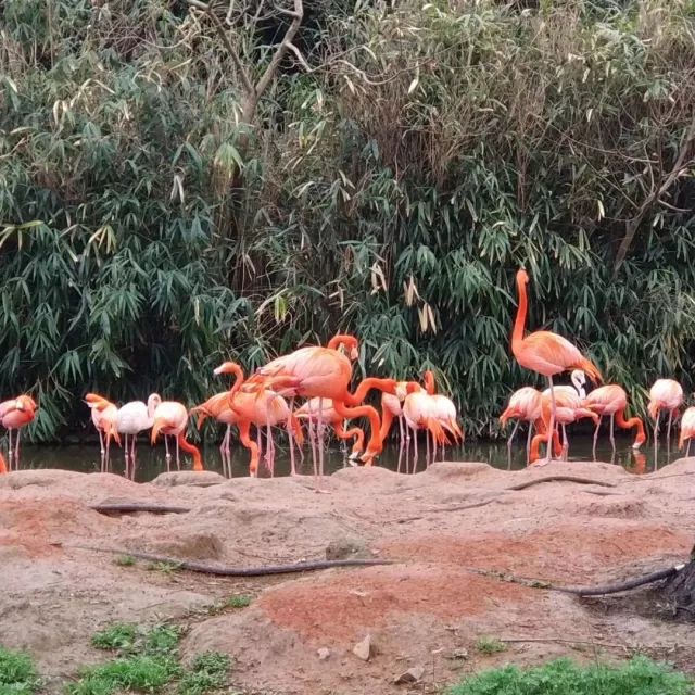 在上海迪士尼怎么玩比较快呢,在上海迪士尼玩一整天