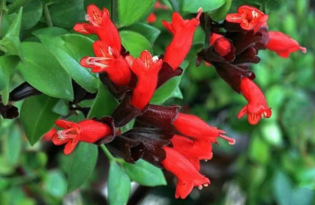 绿植黄叶应该施什么肥,植物黄叶用什么改变