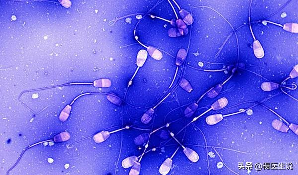 去医院检查精子前注意什么,去医院检查精子之前要准备什么