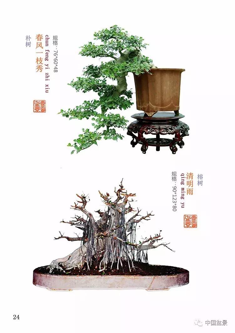 陈文图老师,陈文图盆景欣赏