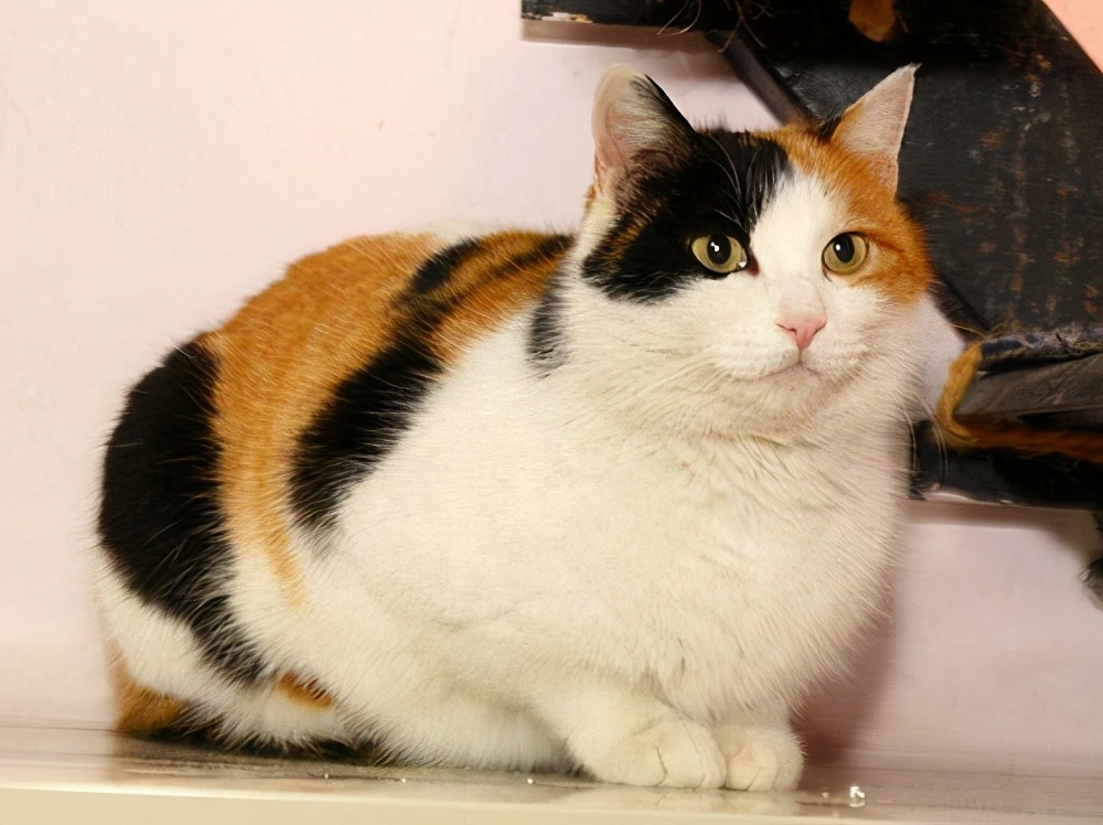 美短虎纹猫和中华田园猫的区别,这些名贵的中华田园猫你都知道吗