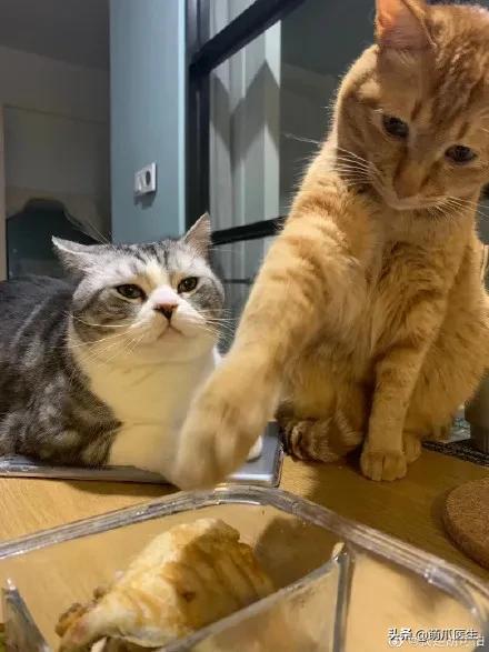 干饭猫,猫咪干饭跟饭桶一样