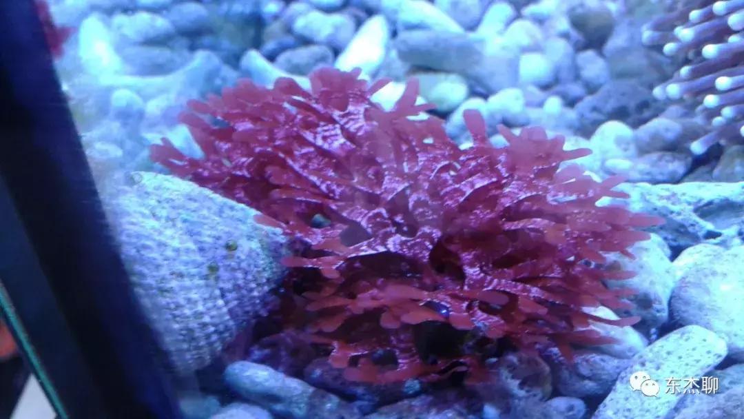 海水缸活石爆绿毛藻怎么处理,鱼缸里的绿毛藻怎么处理