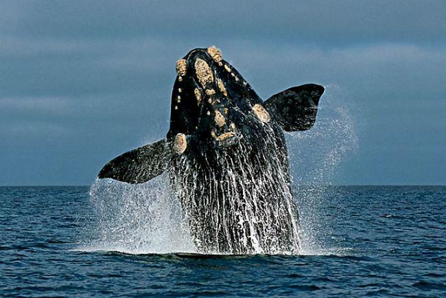 雄性竞争是本能,男性雄性荷尔蒙旺盛跟精子有关吗