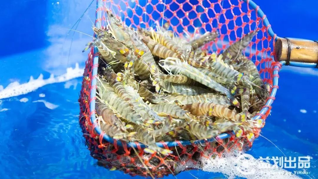 青岛人气最旺的老店,青岛市区十大必吃饭店