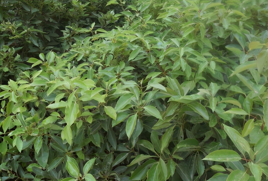 樟树哪种药用价值高,樟树用途与价值