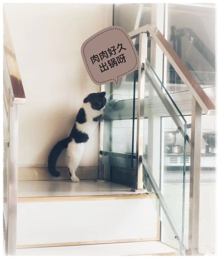 怎么防买到星期猫,如何避免在市场买到星期猫