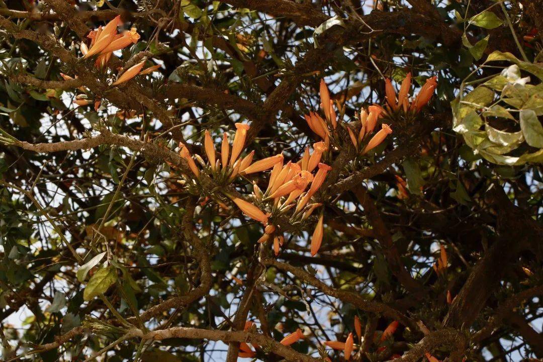 云南带毒的美食,云南带菌的美食