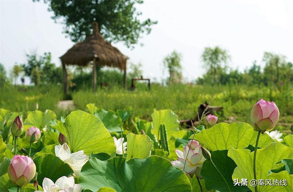 履职尽责勇担当——兴平市川流寨村*党**支部书记兼村委会主任张小川