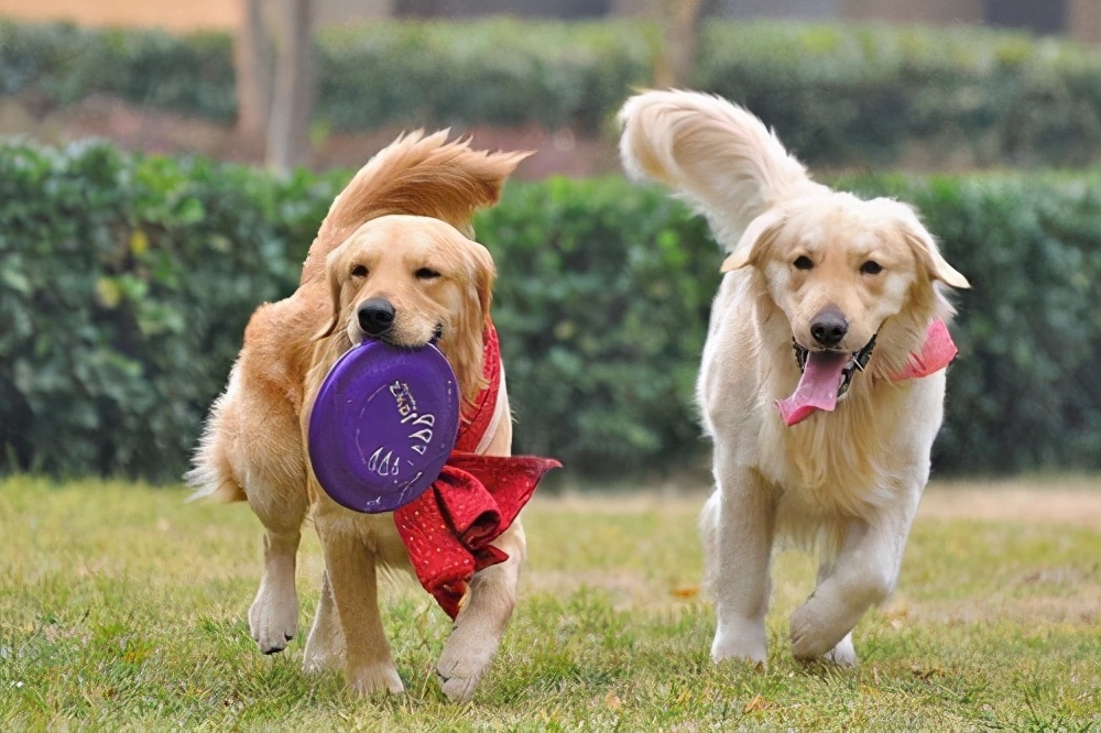 狗狗掉毛皮肤溃烂怎么办,狗狗掉毛皮肤白