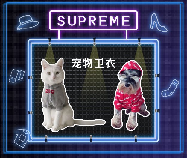 看到它3万块的项圈后，月薪3000的我瑟瑟发抖……