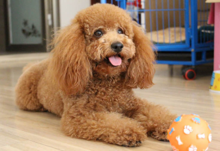 一个月的泰迪怎么训练定点排便,泰迪怎么喂养才正确