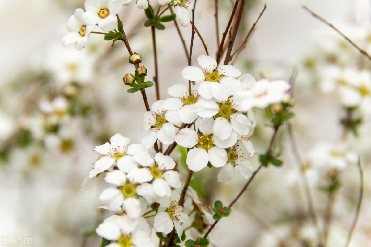 那些令人赞叹的庭院花卉,5种庭院生活方式的花卉