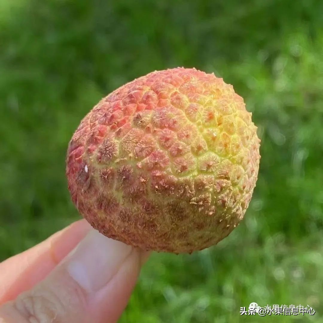 水果天堂：海南水果品种及上市时间表