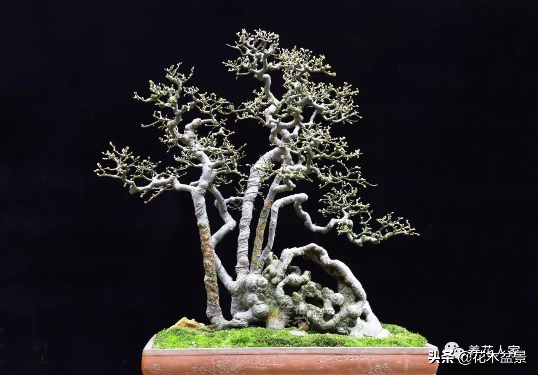 从盆景小白到终身爱好,初学者养盆景少走坑