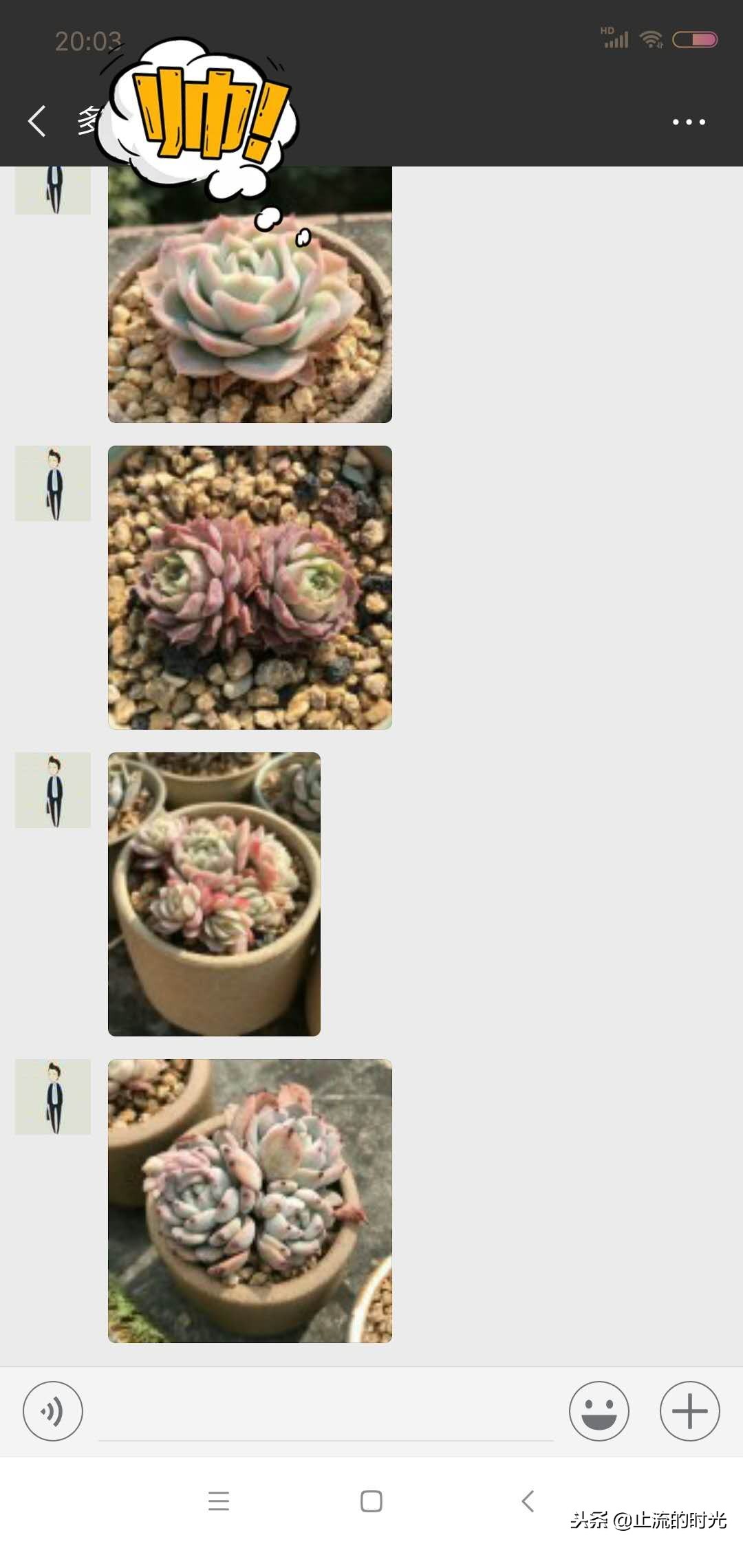 跌落神坛的五种多肉,长相奇特的6种多肉