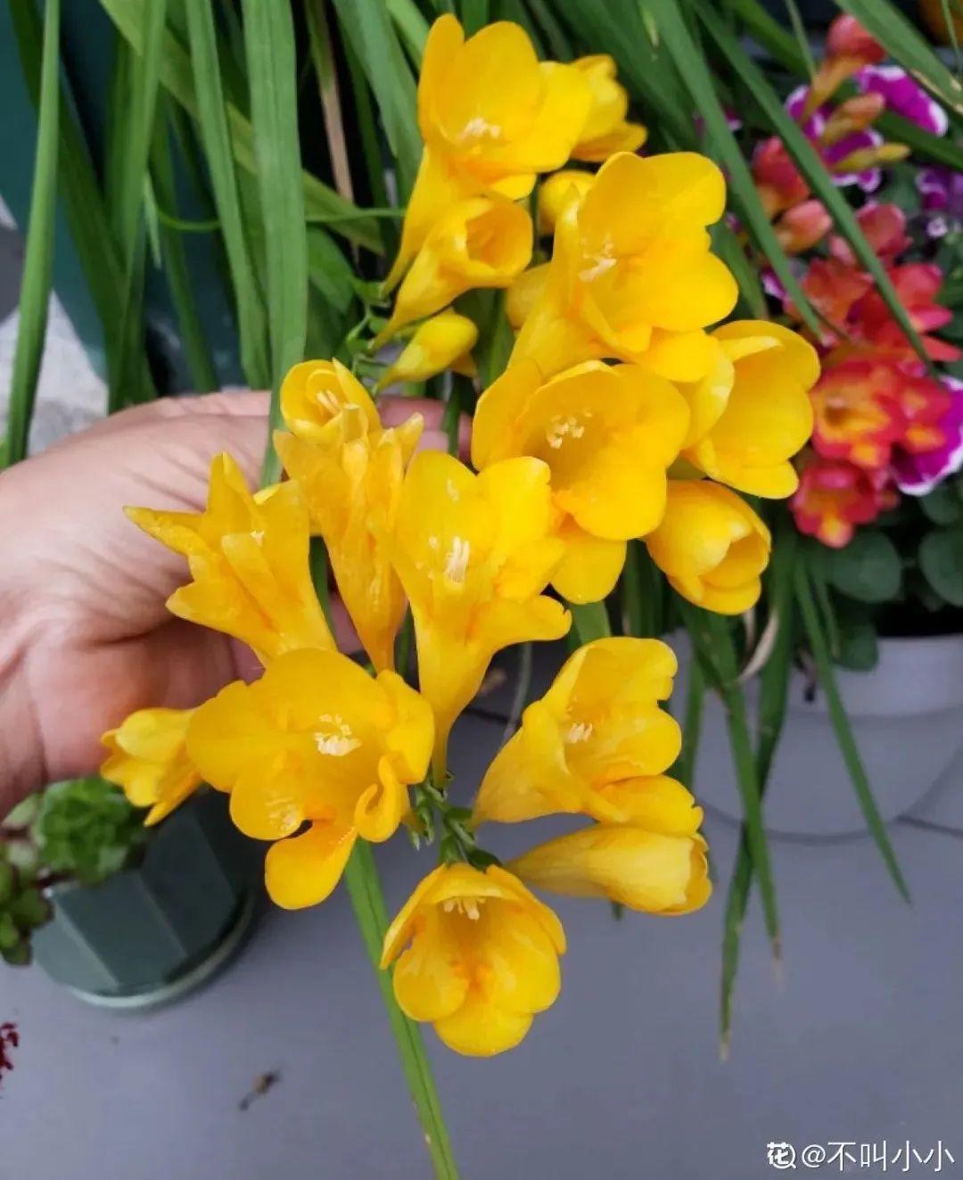 耐寒又好养的香水花,家里可以养法国香水花