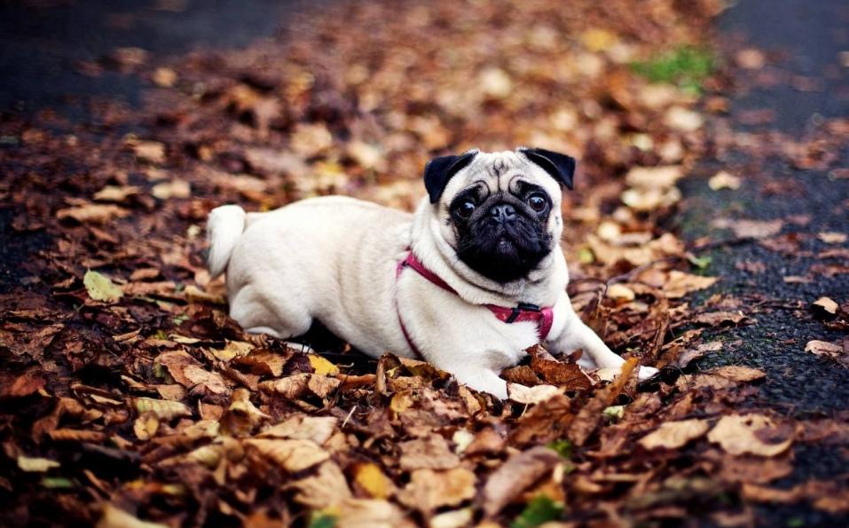 100元以下适合学生养的宠物小型犬,建议养的10种小型犬