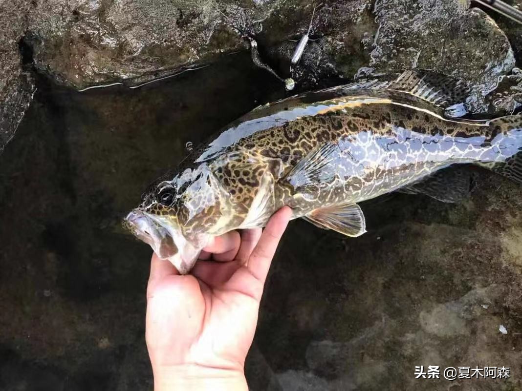 鳜鱼是怎么猎食的,红纹鳜鱼猎食
