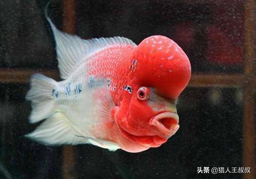 比食人鱼厉害的凶猛的观赏鱼,比食人鱼还凶残的十种鱼