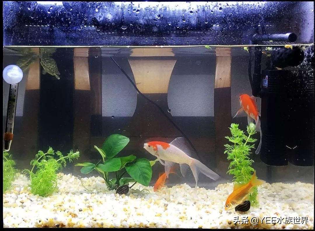 粘玻璃鱼缸专用的胶水,鱼缸专用密封胶是什么