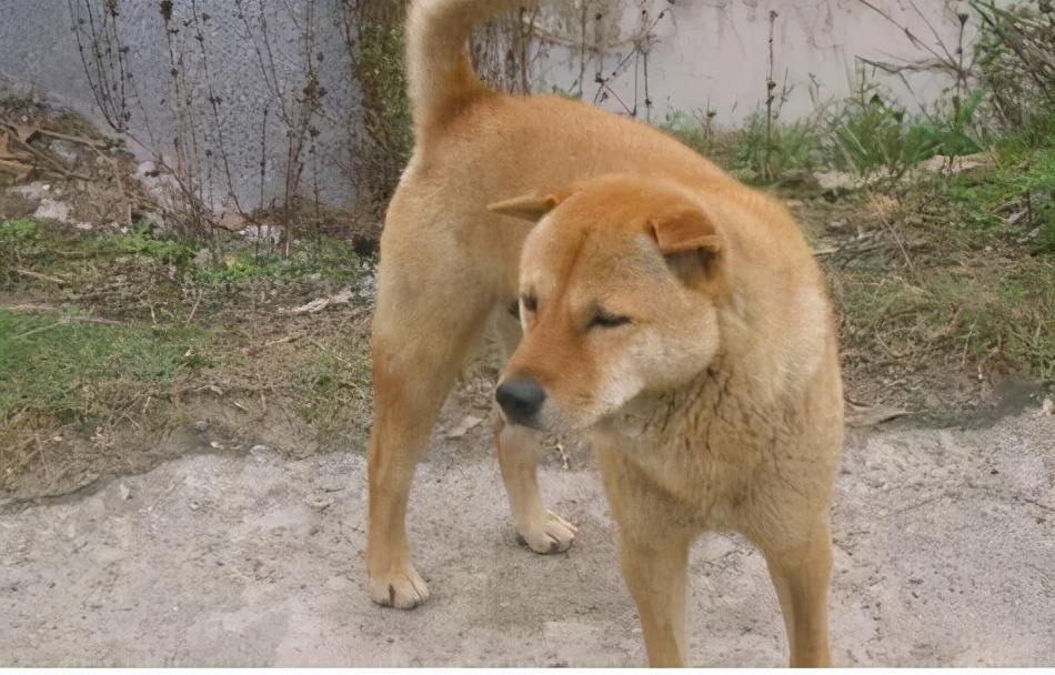 收购土狗十几年有什么用,狗贩子为啥专收老土狗