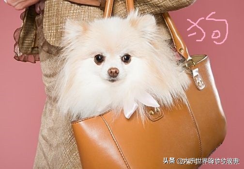 孕早期能接触狗狗吗,怀孕一定要远离狗狗吗